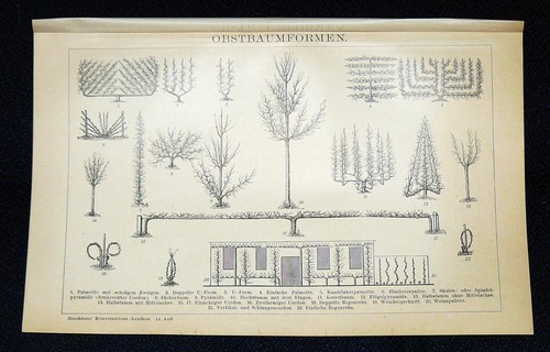 Obstbaumformen palmette - obstbaumformen,