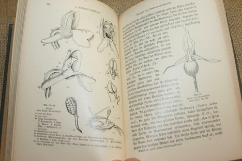Fachbuch frühblüher stauden - frühblüher,