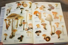 Fachbuch Pilzkunde Mykologie