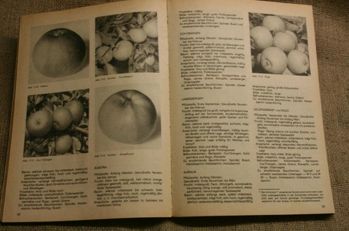Fachbuch obstbau garten - im,