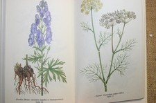 Fachbuch Heilpflanzen Kräuter