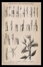 Original Holzschnitt 1896