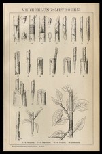 Original Holzstich Tafel 1895